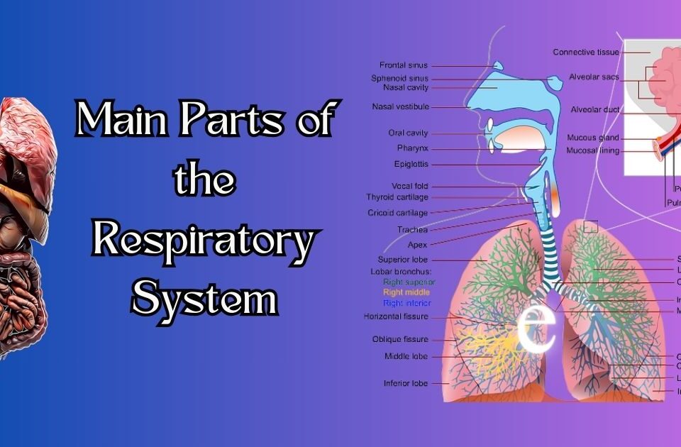 Respiratory System