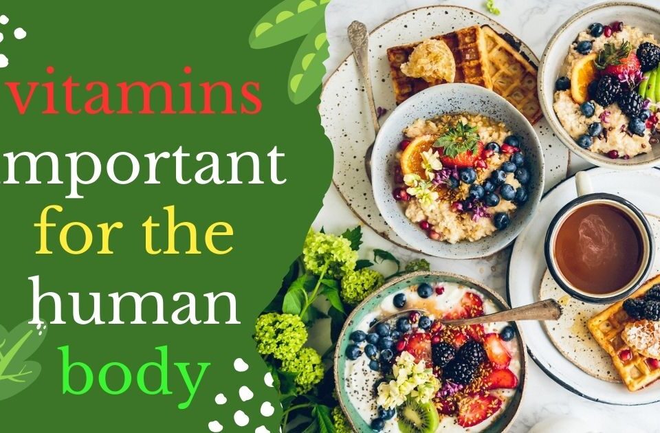 Vitamins important for the human body