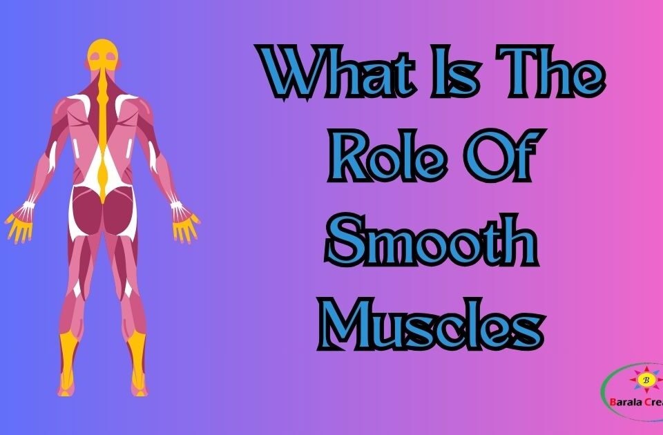 What Is The Role Of Smooth Muscles