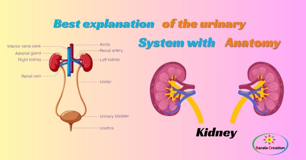 Urinary System